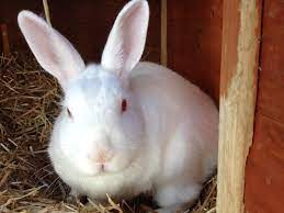 cottontail rabbit pet